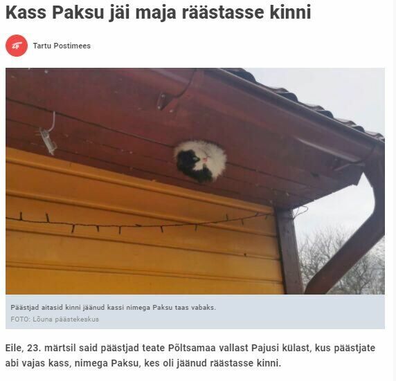 Kass_paksu.jpg