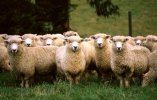 Sheep.-MN1-jpeg.jpeg